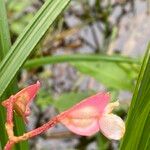 Begonia fischeri Кветка