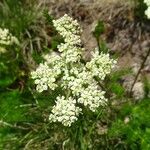 Meum athamanticum Flower