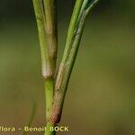 Isolepis fluitans Kôra