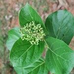 Premna serratifolia花