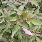 Vitex trifolia Leaf