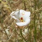 Calochortus venustus ᱵᱟᱦᱟ