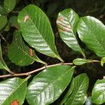 Davilla nitida Yaprak