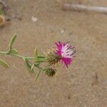 Centaurea sphaerocephala Floare