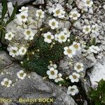 Saxifraga squarrosa Habitus