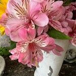 Bauhinia variegata Floro
