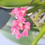 Rodriguezia lanceolata Flower