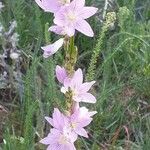 Ixia flexuosa Flor