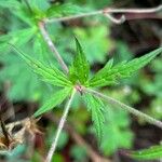 Geranium richardsonii Foglia