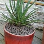 Agave toumeyana Frunză