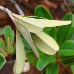 Hibbertia favieri List