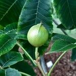 Carya cordiformis Fruit