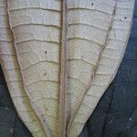 Miconia elata 其他