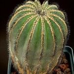 Uebelmannia pectinifera Hábito