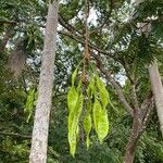 Parkia speciosa Leaf