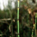 Equisetum × moorei Kôra