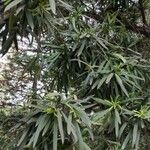 Podocarpus neriifolius Листок