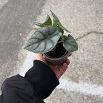Alocasia baginda Лист