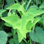 Passiflora capsularis Лист
