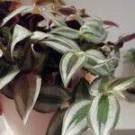 Tradescantia zebrina 葉