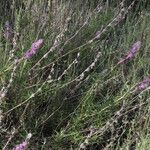 Trichostema lanatum Hábito