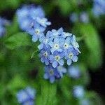 Myosotis arvensisКвітка