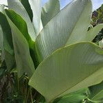 Calathea lutea Folio