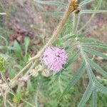 Knautia arvensisFleur