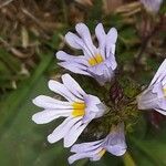 Euphrasia alpina Virág