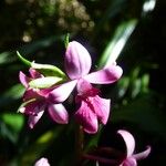 Calanthe sylvatica Blomst