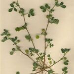 Medicago rigidula Libunga