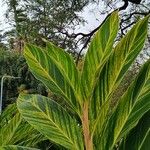 Alpinia zerumbetLeaf