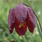 Fritillaria meleagris Kvet