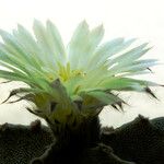Astrophytum myriostigma 花