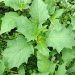 Datura stramonium Blatt