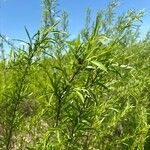 Salix exigua Yaprak