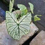 Caladium bicolor Folha
