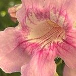 Podranea ricasoliana 花