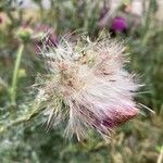 Carduus nutans Fruitua