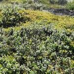 Salix arctica ശീലം