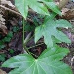 Fatsia japonica 葉