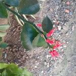 Euphorbia tithymaloides Flor