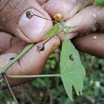 Sida cordata Blüte