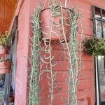 Senecio radicans Hoja