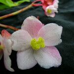 Begonia sikkimensis Blüte