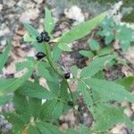 Cardamine bulbifera ഇല