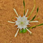 Pancratium trianthum Květ
