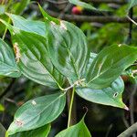 Cornus kousa Folha