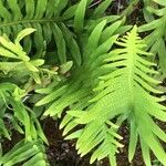 Polypodium cambricum পাতা