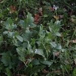 Raphanus sativus 整株植物